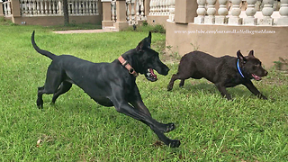 Great Dane runs zoomies with Labrador friends