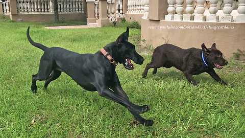 Great Dane runs zoomies with Labrador friends