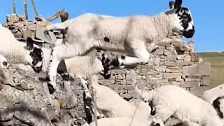 Admirez ces agneaux sauter un muret au ralenti