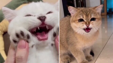 Cute funny cats😺 videos||funny videos 2022|funny cat video