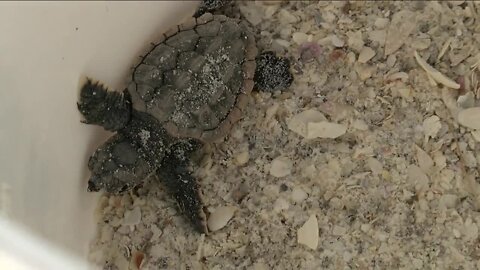 Warmer weather causing more female sea turtles to be born