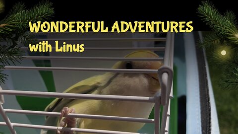 Mays Wonderful Adventures with Linus