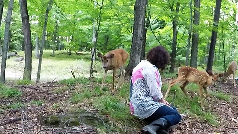 Wild Doe Introduces Her Fawn To Woman Sitting In The Forest