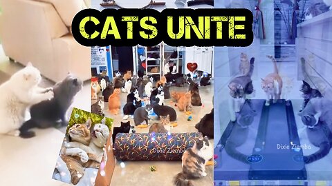 Cats Unite