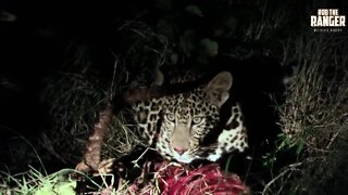 Young Leopard Feeding At Night | Archive Footage