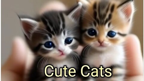 Cute Cats Action