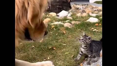 Cat and Dog Playing