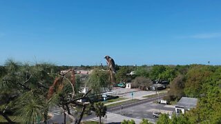 Drone Bird Watching