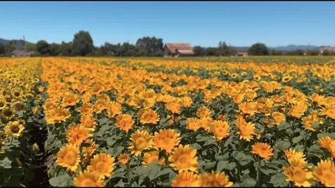 Sunflower Fields in Gilroy, California, with ambient piano music (Beethoven, Moonlight Sonata).