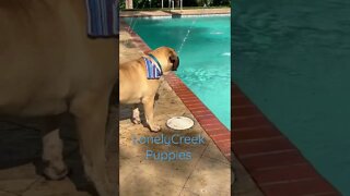 Puppy swimming lesson coming soon ! LonelyCreek