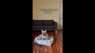 My Dog Wants A Sibling | Mochi The French Bulldog
