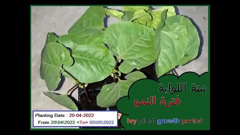 ivy Plant Growth Period نبتة اللواية فترة النمو