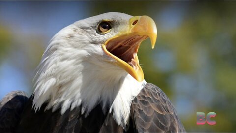 Two Suspected Illegal Immigrants Killed a Bald Eagle for Dinner