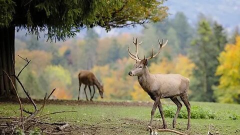 Relaxation Music / Deer / @Relax Body and Soul