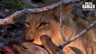 Lions With A Blue Wildebeest Meal | Archive Footage