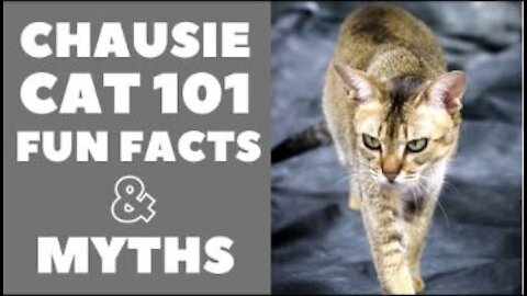 Fun Facts & Myths