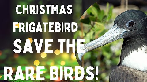 🎄🐦 #ChristmasFrigatebird: Festive Feathers and Ocean Flights!