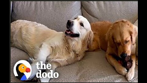 Golden Retrievers Can't Stop Hugging Each Other Every Single Time | The Dodo