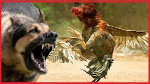 Doggy vs (Cocky cock)..Bet on which wins...