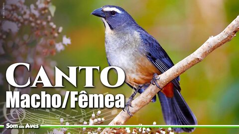 TRINCA FERRO PANTANEIRO Cantando - Mix de Fêmea e Macho🎵