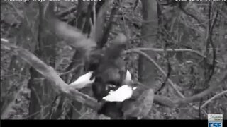 Hays Eagles nest mating 2020 02 06 17 42 22