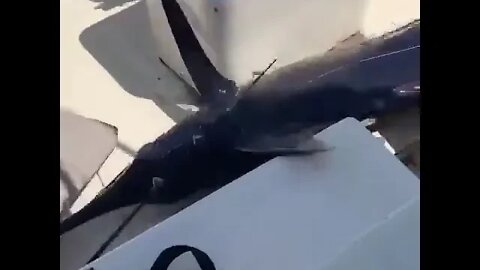 Shortest marlin fight ever! 😆