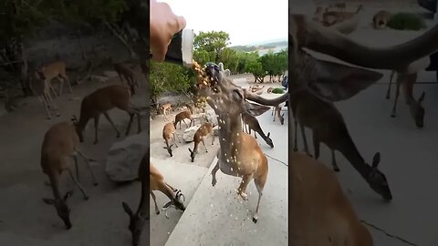 Deer Eating Corn crazy way | Man Gets Attacked By Three Deer
