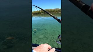 GIANT CLEAR WATER SMALLMOUTH! #Shorts