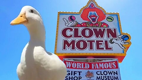 I took my duck to the Clown Motel 🤡🦆
