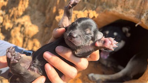 Abandoned Mama Dog And Her Newborn Puppies Will Melt Your Heart