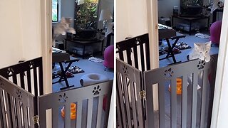 Kitten Attempts To Make Explosive Leap To Freedom