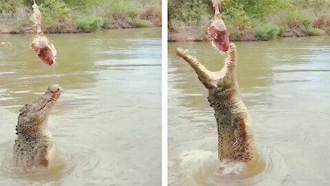what a terrifying power of crocodile