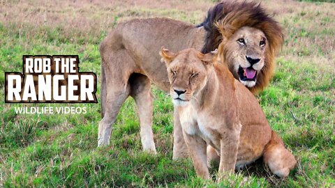 Lion King Lolparpit With His Queen | Maasai Mara Safari | Zebra Plains
