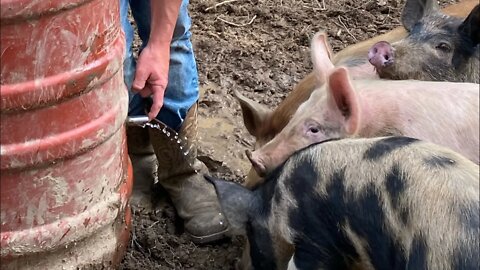 LOW COST DIY | How To Build The Best Pig Waterer EASY
