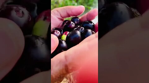 Fresh Jamun Of My Garden #jamun #fruits #food #shorts #shortsfeed #subscribe #ytshorts