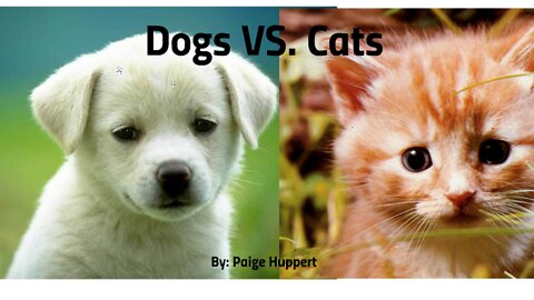 Dogs vs cats cute funny video.🤣🤣😂😂😂😂😂 #dogvscat #catvsdog #fyp #dogvideos