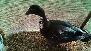 Young Muscovy Drake has all his feathers but still has some baby fluff on his head 11th August 2021