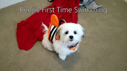 Benji the dog's first swimming experience