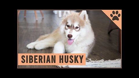 Siberian Husky Dog Breed