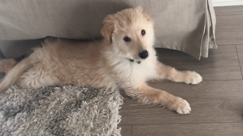 Fluffy puppy gets scared by computer sound