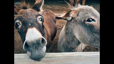 DONKEY REUNITED WITH GIRL WHO RAISED HIM TOUCHING,EMOTIONAL