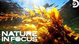 Ian Shive Swims Through a GIANT Kelp Forest! Nature in Focus
