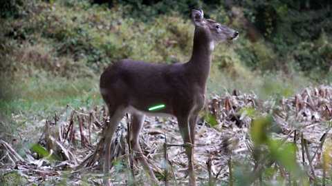 A PERFECT Heart Shot at 20 Yards