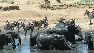 Incredible number of diverse African wildlife visit waterhole