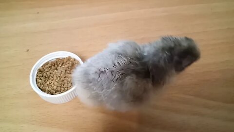 Pekin cross Chick, learning to eat, Born today, 25th September 2020 ( Video 1 )