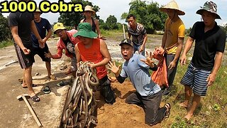 Using High-Tech Snake Detector Detecting 1000 Extremely Poisonous Snakes || Giant King Cobra Hunter
