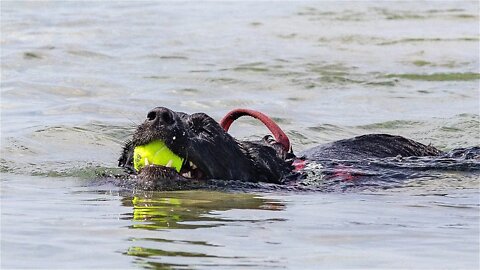 Na Bi-Dog Beachu održane su izvedbe spasilačkih pasa