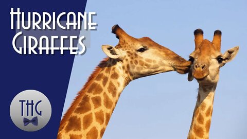 San Diego's Hurricane Giraffes