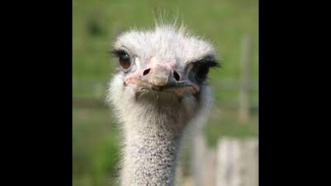 The * OSTRICH * | Animals For Kids |