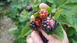 Calico: Not a good Blackberry color!